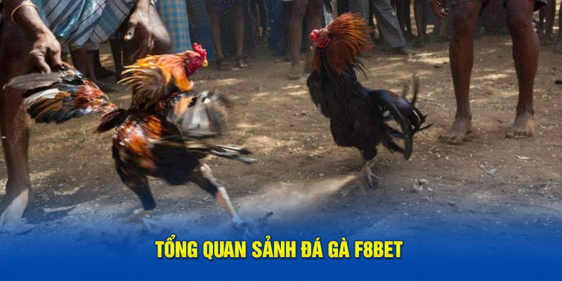 Sảnh đá gà F8bet nổi tiếng trong cộng đồng cá cược hiện nay